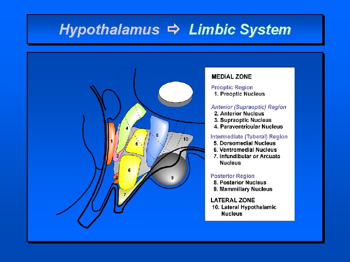 Hypothalamus Limbic System 