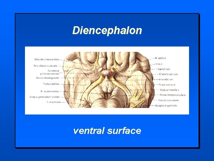 Diencephalon ventral surface 