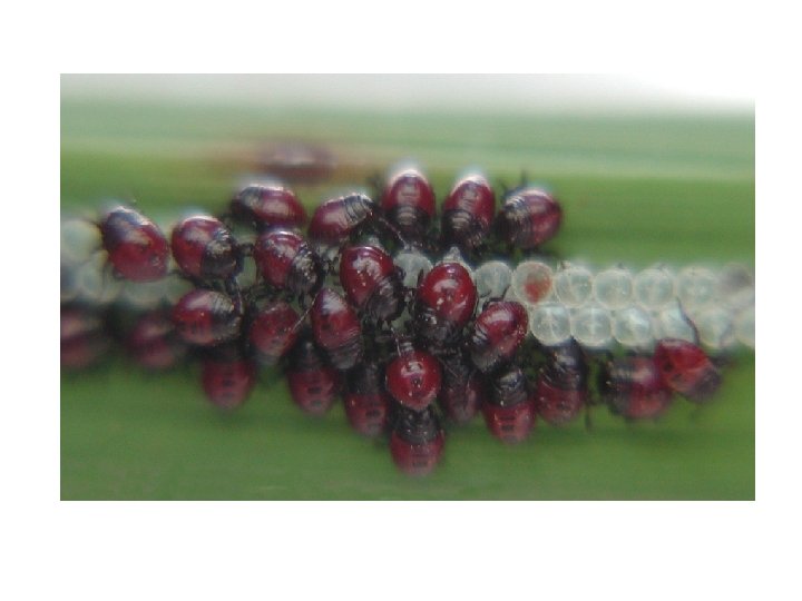 Immature Insects Rick Story Department of Entomology Types