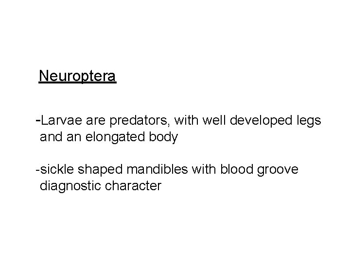 Neuroptera -Larvae are predators, with well developed legs and an elongated body -sickle shaped