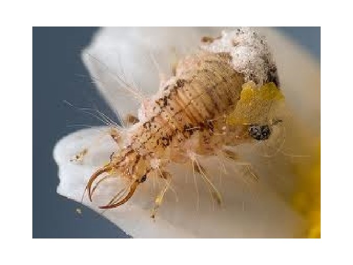 Immature Insects Rick Story Department of Entomology Types