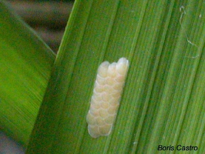 Immature Insects Rick Story Department of Entomology Types