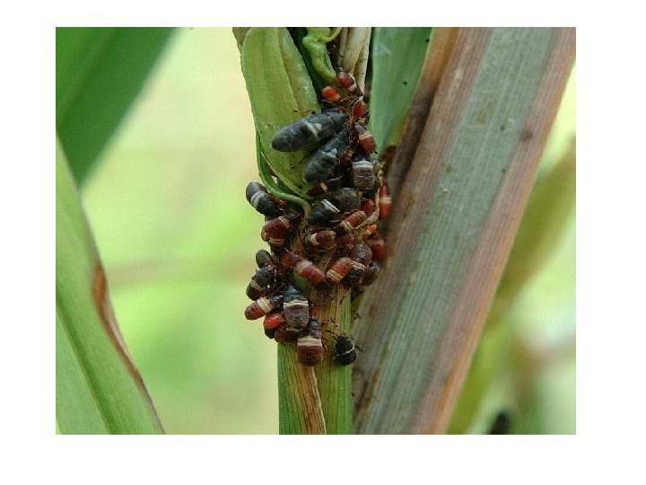 Immature Insects Rick Story Department of Entomology Types