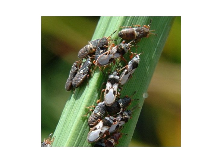 Immature Insects Rick Story Department of Entomology Types