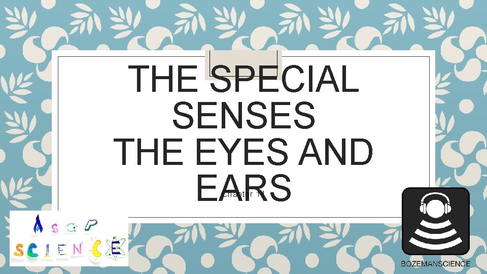 THE SPECIAL SENSES THE EYES AND EARS Chapter 11 