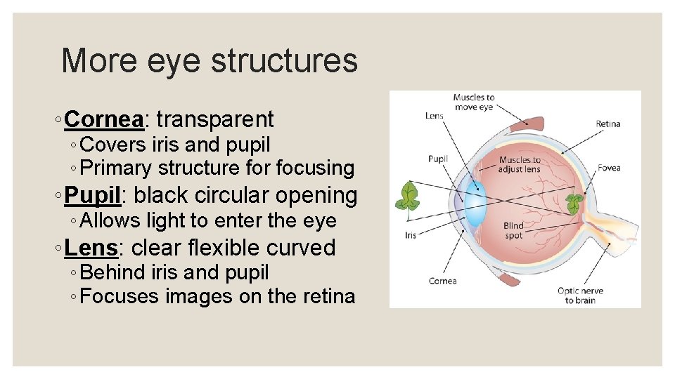 More eye structures ◦ Cornea: transparent ◦ Covers iris and pupil ◦ Primary structure