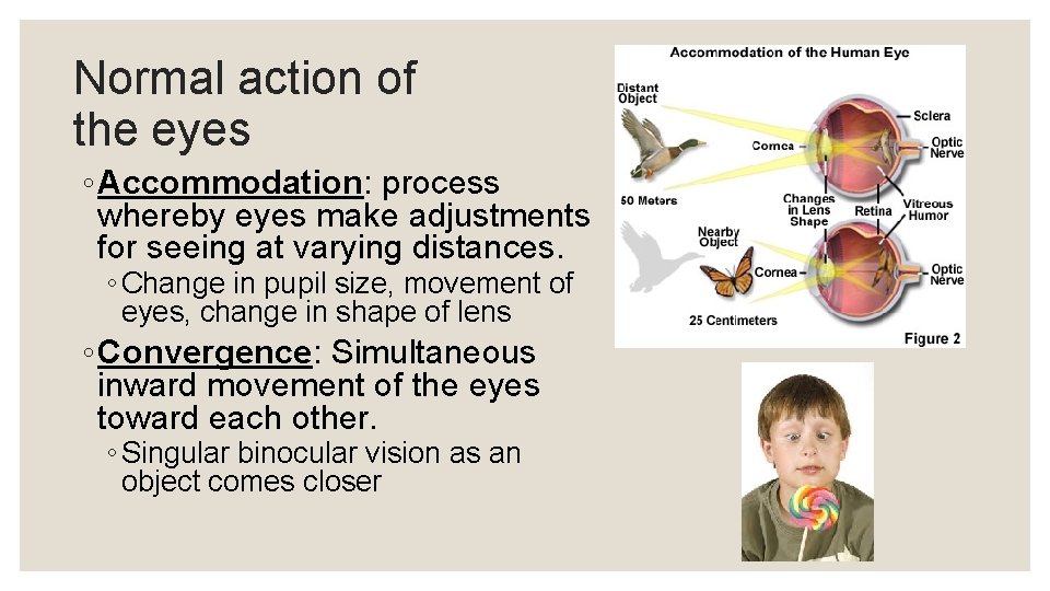 Normal action of the eyes ◦ Accommodation: process whereby eyes make adjustments for seeing