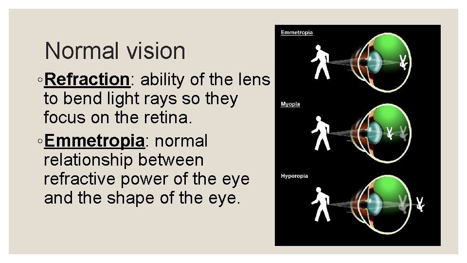 Normal vision ◦ Refraction: ability of the lens to bend light rays so they