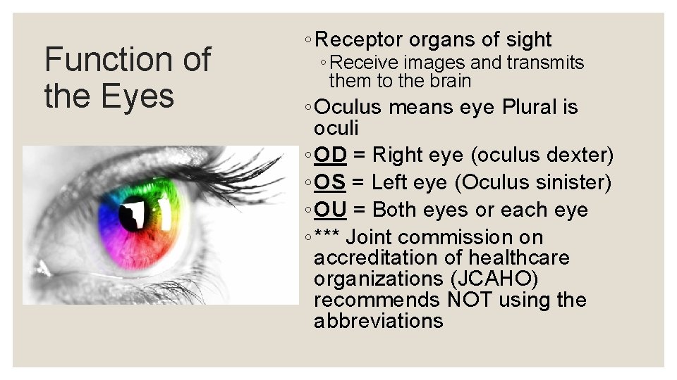 Function of the Eyes ◦ Receptor organs of sight ◦ Receive images and transmits