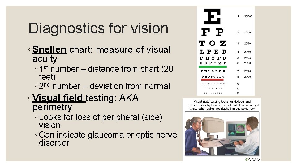 Diagnostics for vision ◦ Snellen chart: measure of visual acuity ◦ 1 st number