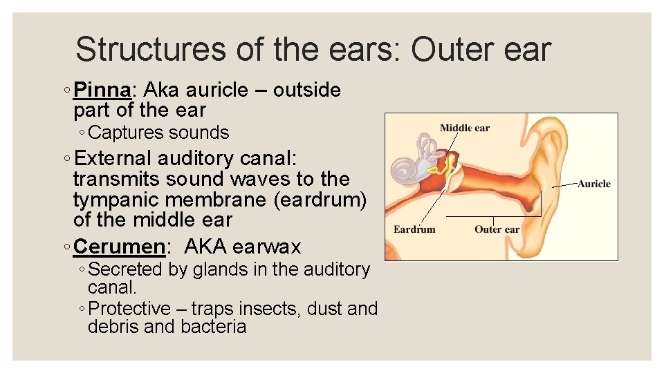 Structures of the ears: Outer ear ◦ Pinna: Aka auricle – outside part of