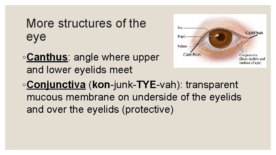 More structures of the eye ◦ Canthus: angle where upper and lower eyelids meet