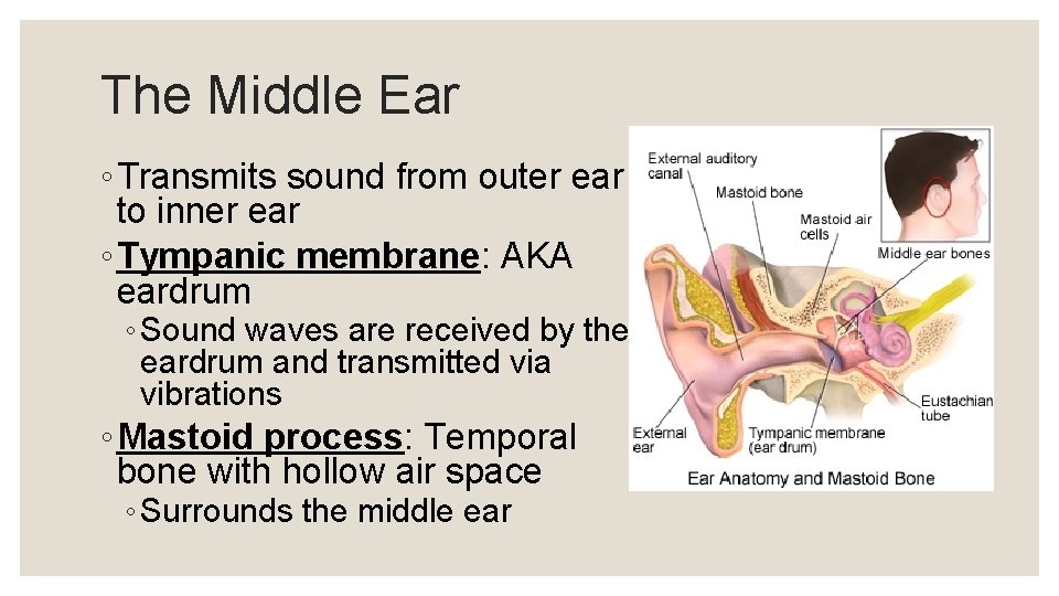 The Middle Ear ◦ Transmits sound from outer ear to inner ear ◦ Tympanic