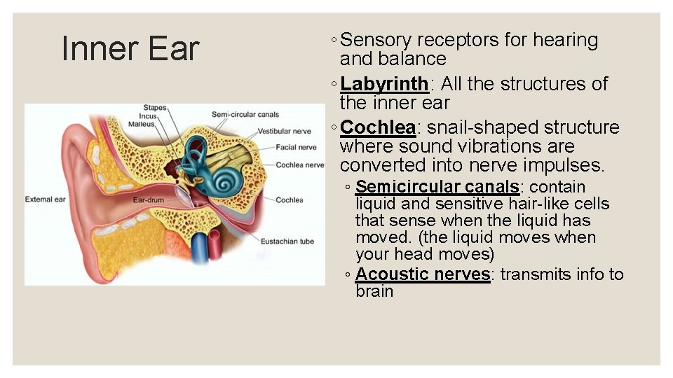 Inner Ear ◦ Sensory receptors for hearing and balance ◦ Labyrinth: All the structures