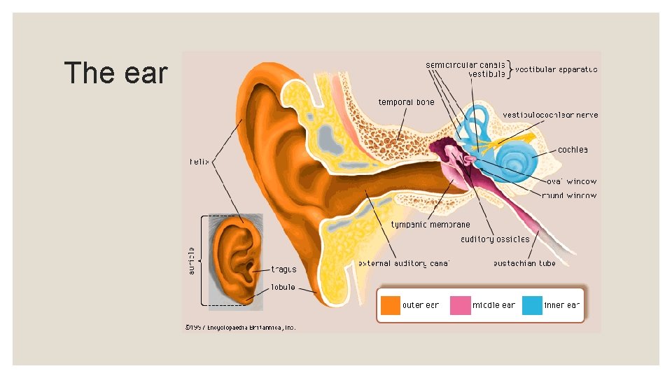 The ear 