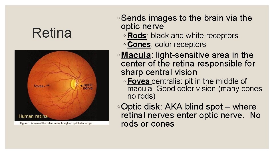 Retina ◦ Sends images to the brain via the optic nerve ◦ Rods: black