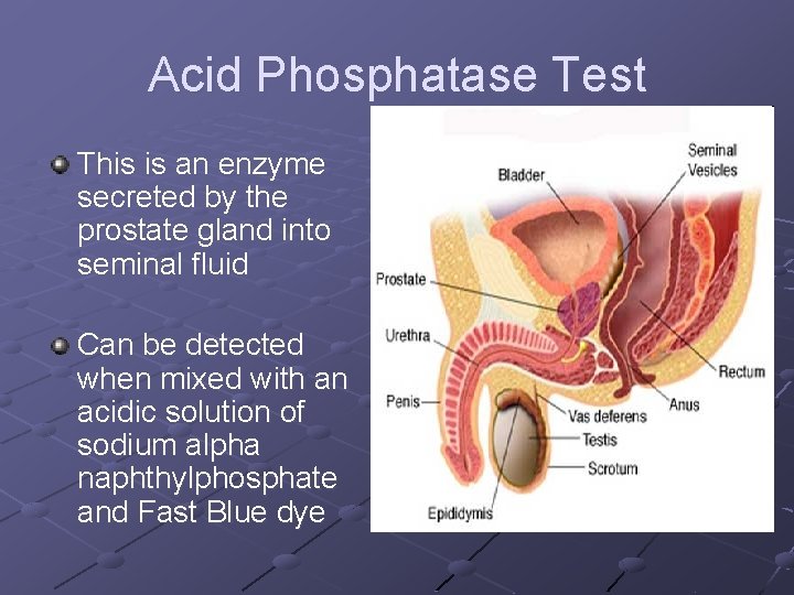 Acid Phosphatase Test This is an enzyme secreted by the prostate gland into seminal