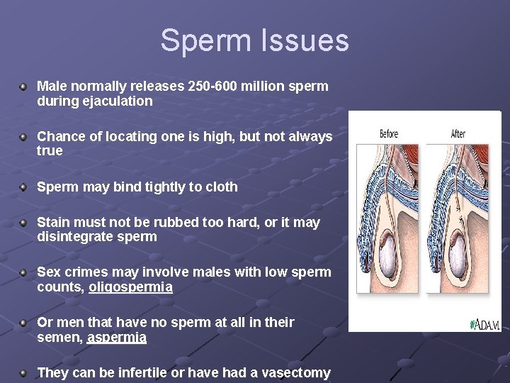 Sperm Issues Male normally releases 250 -600 million sperm during ejaculation Chance of locating