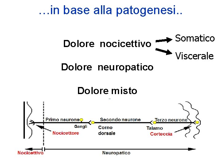 …in base alla patogenesi. . Dolore nocicettivo Somatico Viscerale Dolore neuropatico Dolore misto 