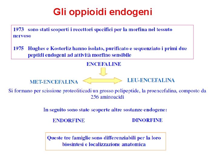 Gli oppioidi endogeni 