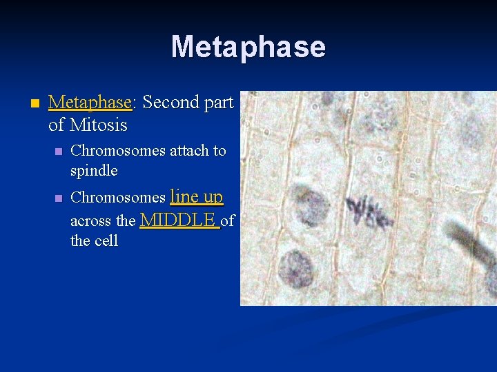 Metaphase n Metaphase: Second part of Mitosis n n Chromosomes attach to spindle Chromosomes