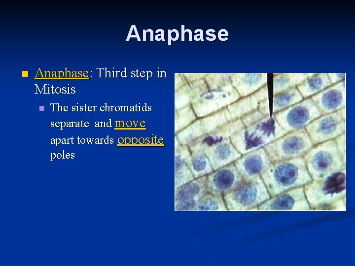 Anaphase n Anaphase: Third step in Mitosis n The sister chromatids separate and move