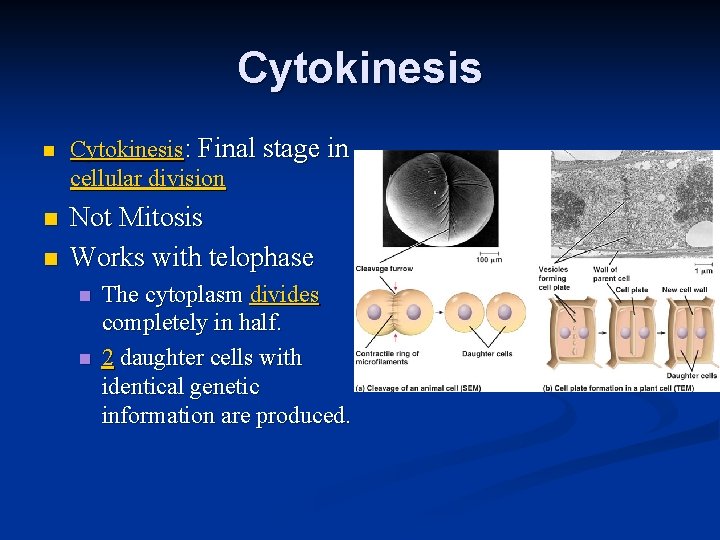Cytokinesis n n n Cytokinesis: Final stage in cellular division Not Mitosis Works with