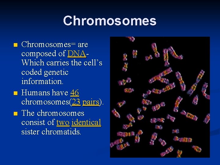 Chromosomes n n n Chromosomes= are composed of DNAWhich carries the cell’s coded genetic