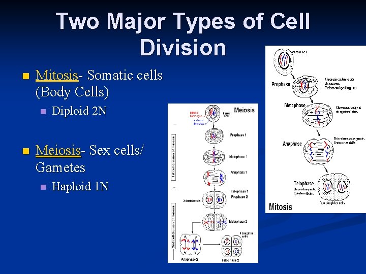Two Major Types of Cell Division n Mitosis- Somatic cells (Body Cells) n n