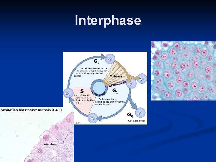 Interphase 