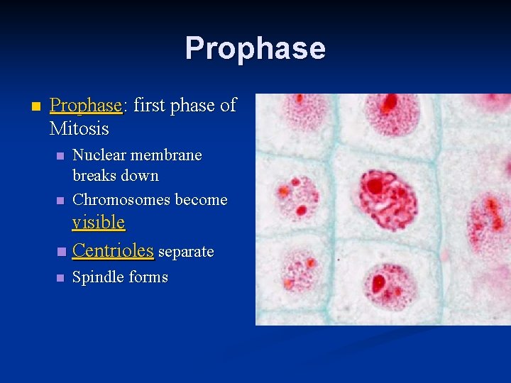 Prophase n Prophase: first phase of Mitosis n n Nuclear membrane breaks down Chromosomes