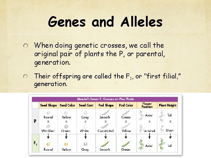 Genes and Alleles When doing genetic crosses, we call the original pair of plants