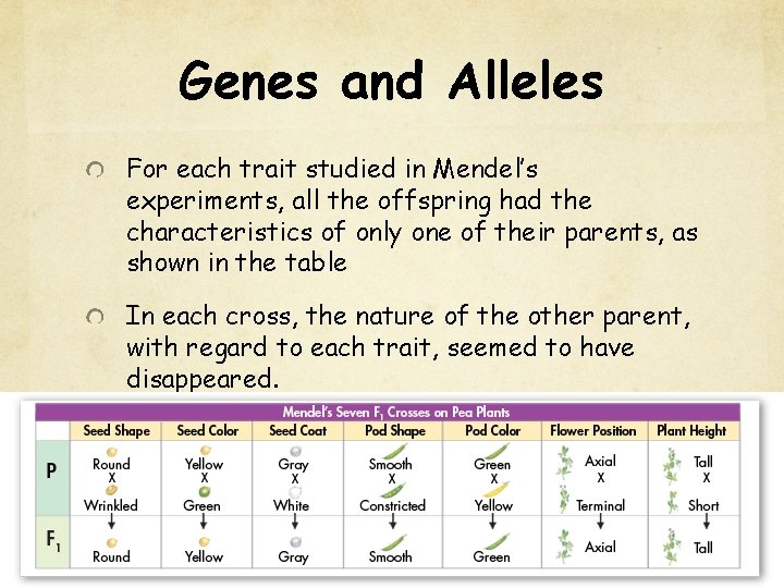 Genes and Alleles For each trait studied in Mendel’s experiments, all the offspring had