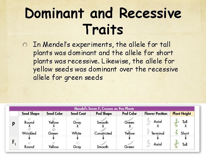 Dominant and Recessive Traits In Mendel’s experiments, the allele for tall plants was dominant