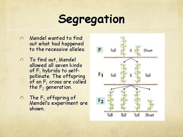 Segregation Mendel wanted to find out what had happened to the recessive alleles. To