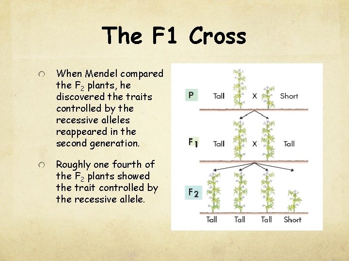 The F 1 Cross When Mendel compared the F 2 plants, he discovered the
