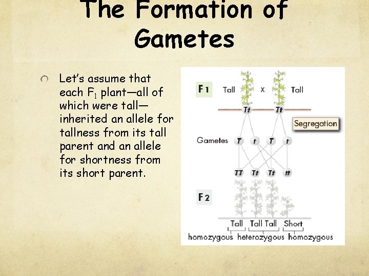 The Formation of Gametes Let’s assume that each F 1 plant—all of which were