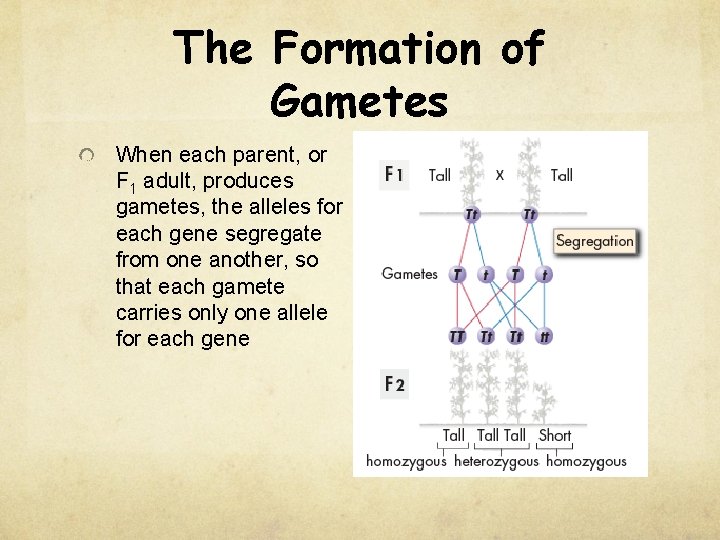 The Formation of Gametes When each parent, or F 1 adult, produces gametes, the