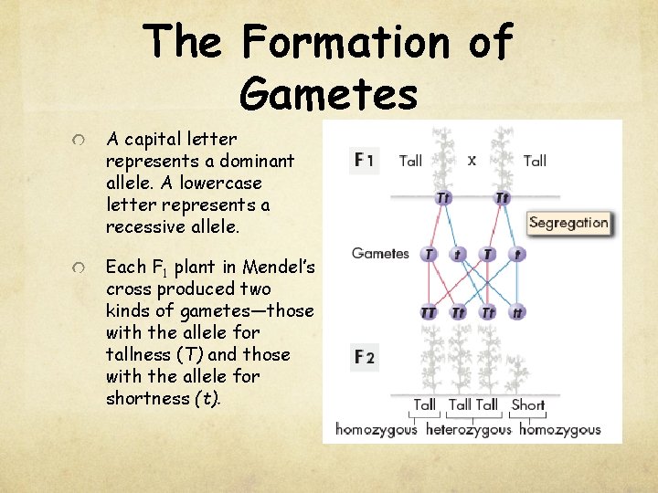 The Formation of Gametes A capital letter represents a dominant allele. A lowercase letter