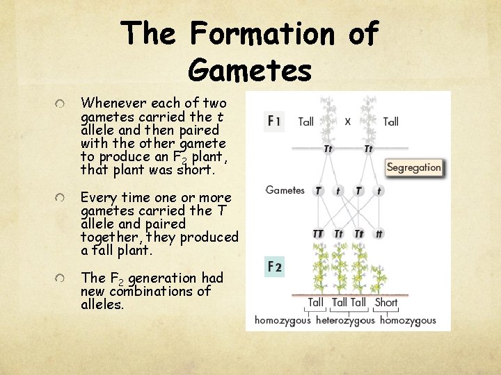The Formation of Gametes Whenever each of two gametes carried the t allele and