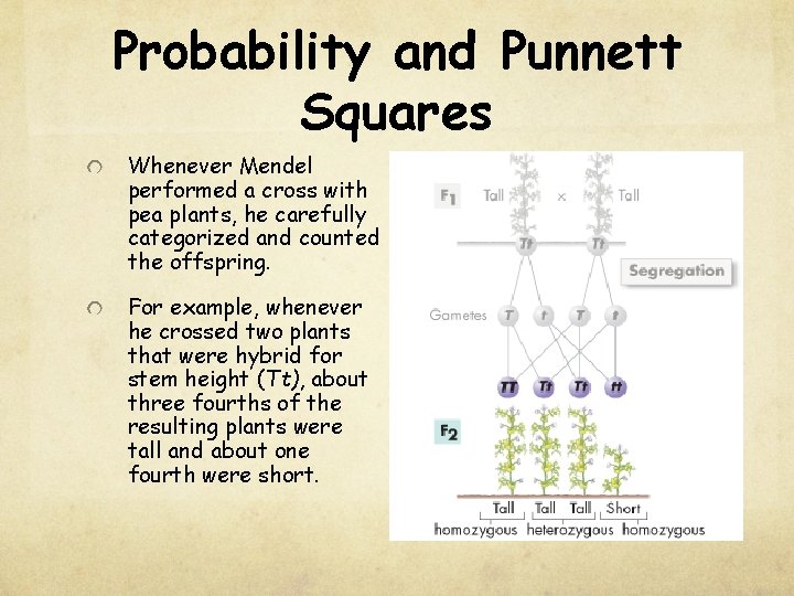 Probability and Punnett Squares Whenever Mendel performed a cross with pea plants, he carefully