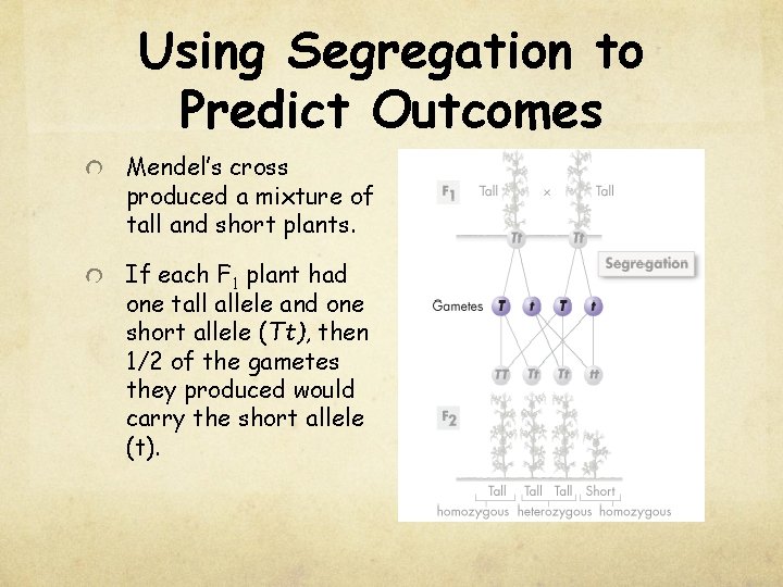 Using Segregation to Predict Outcomes Mendel’s cross produced a mixture of tall and short