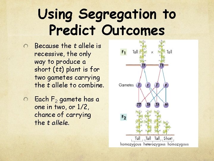 Using Segregation to Predict Outcomes Because the t allele is recessive, the only way