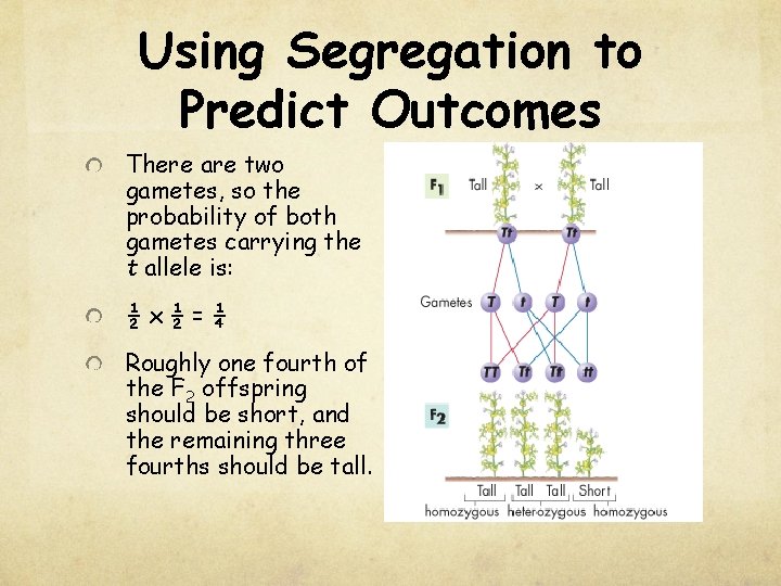 Using Segregation to Predict Outcomes There are two gametes, so the probability of both