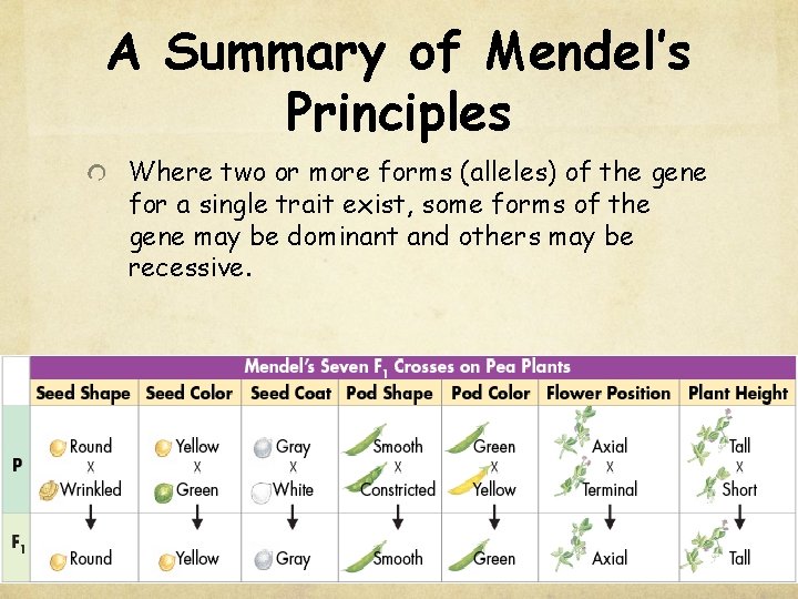 A Summary of Mendel’s Principles Where two or more forms (alleles) of the gene