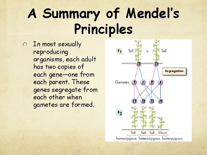 A Summary of Mendel’s Principles In most sexually reproducing organisms, each adult has two