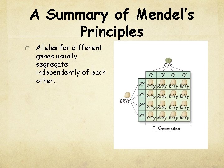 A Summary of Mendel’s Principles Alleles for different genes usually segregate independently of each