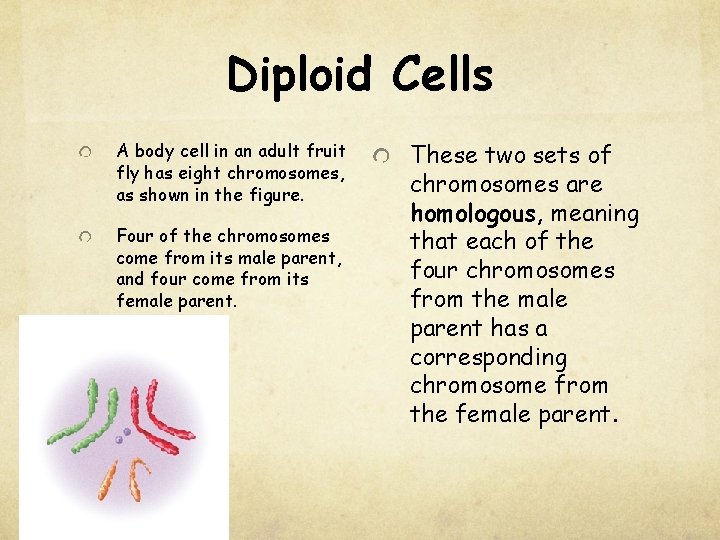 Diploid Cells A body cell in an adult fruit fly has eight chromosomes, as