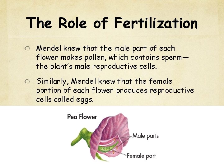The Role of Fertilization Mendel knew that the male part of each flower makes