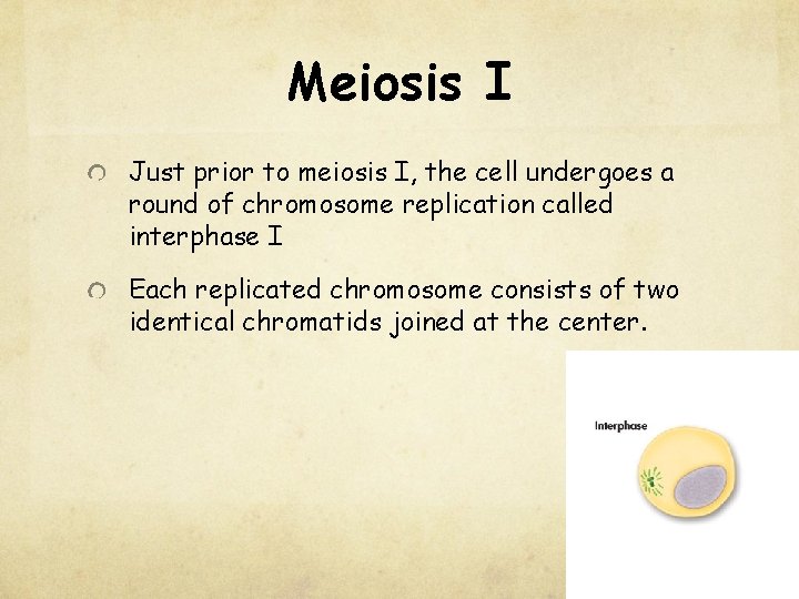 Meiosis I Just prior to meiosis I, the cell undergoes a round of chromosome